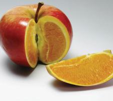 Apple / Orange 