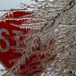 Icicle on tree covering stop sign 